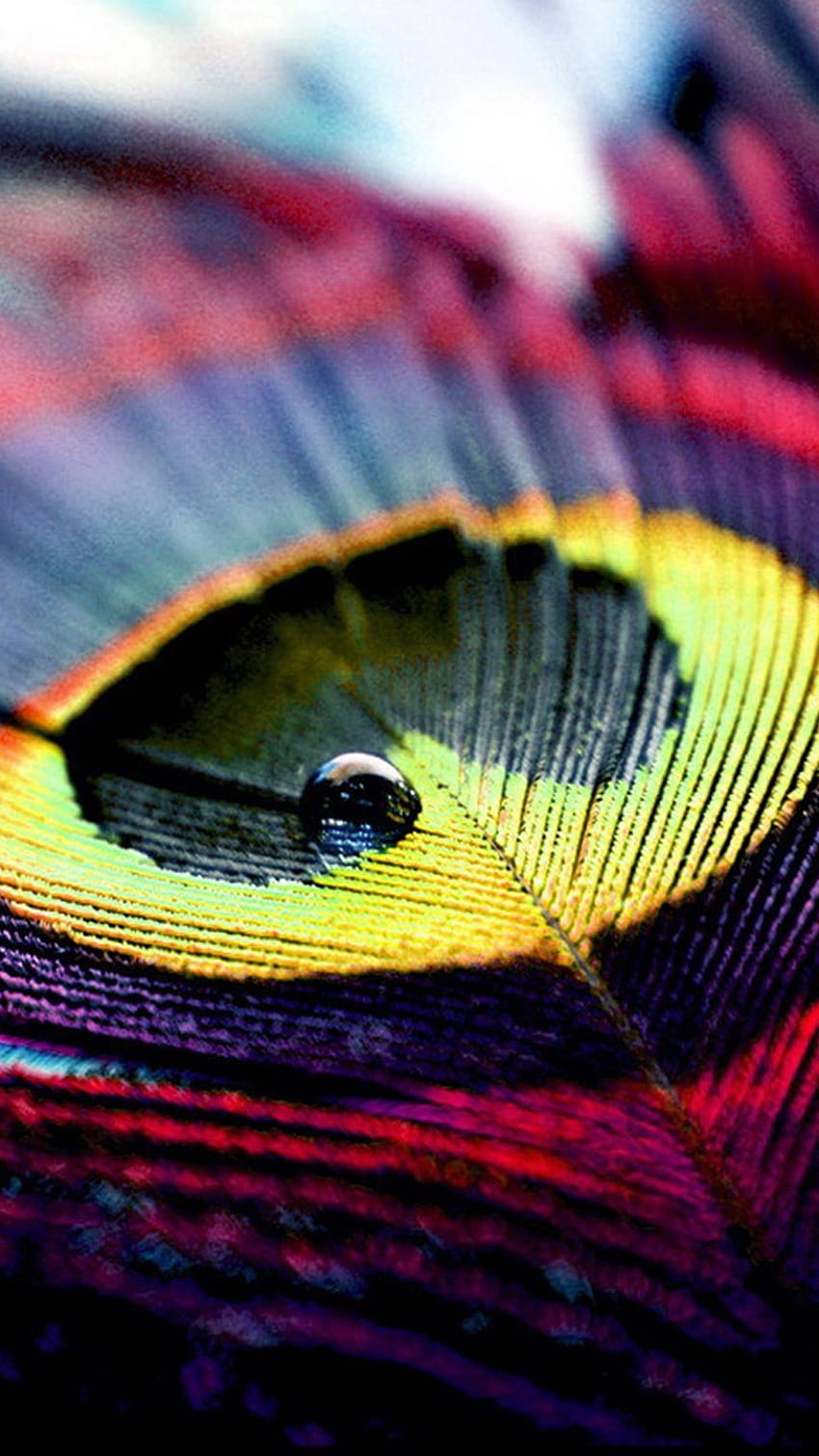 Piuma di pavone, colorata, piuma d'arte Sfondo del telefono HD