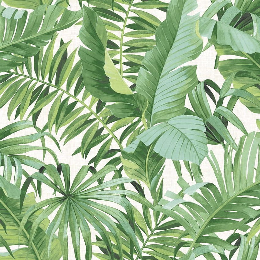 Baja Green Palm Jungle Tropical Leaf Brokers Melbourne Stock Store HD phone wallpaper