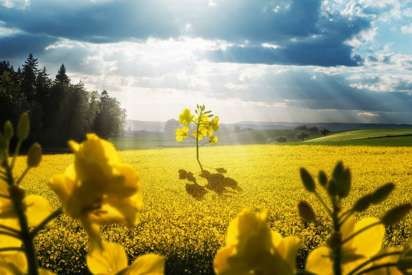 Early spring, rapes, skies, field, yellow, spring, sun HD wallpaper