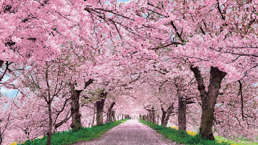 Resolución de árboles de flor de cerezo japonés () , , , árboles de sakura japoneses fondo de pantalla