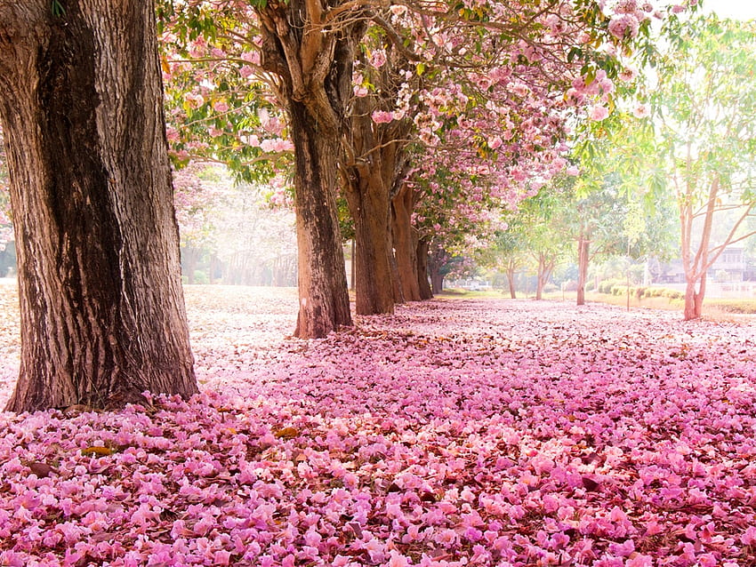 Trees, road, many pink flowers on the ground HD wallpaper