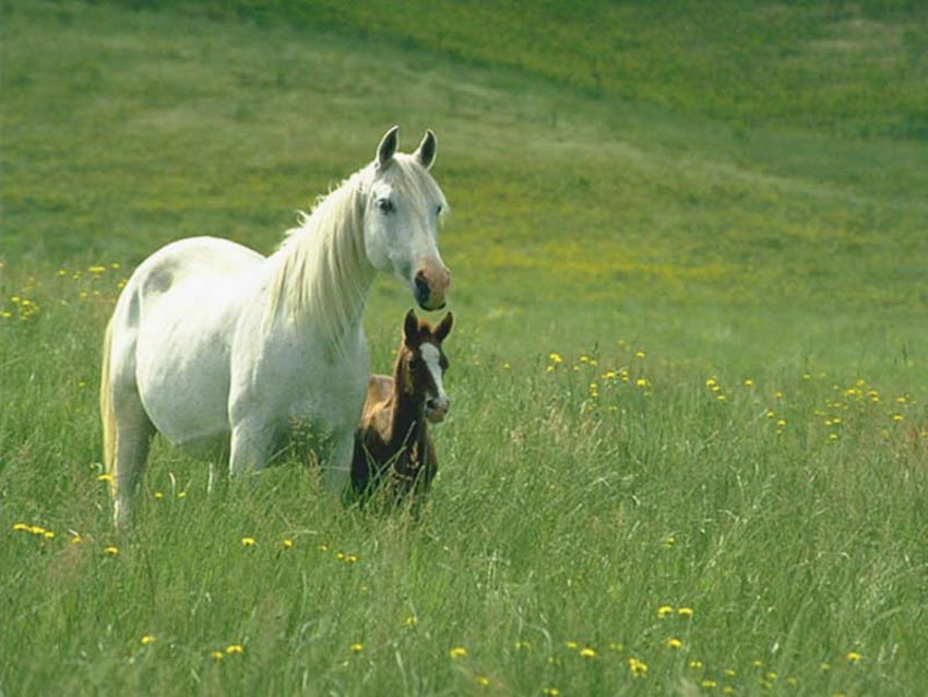 mother and baby, animals, meadow, foal, nature, white horse HD wallpaper