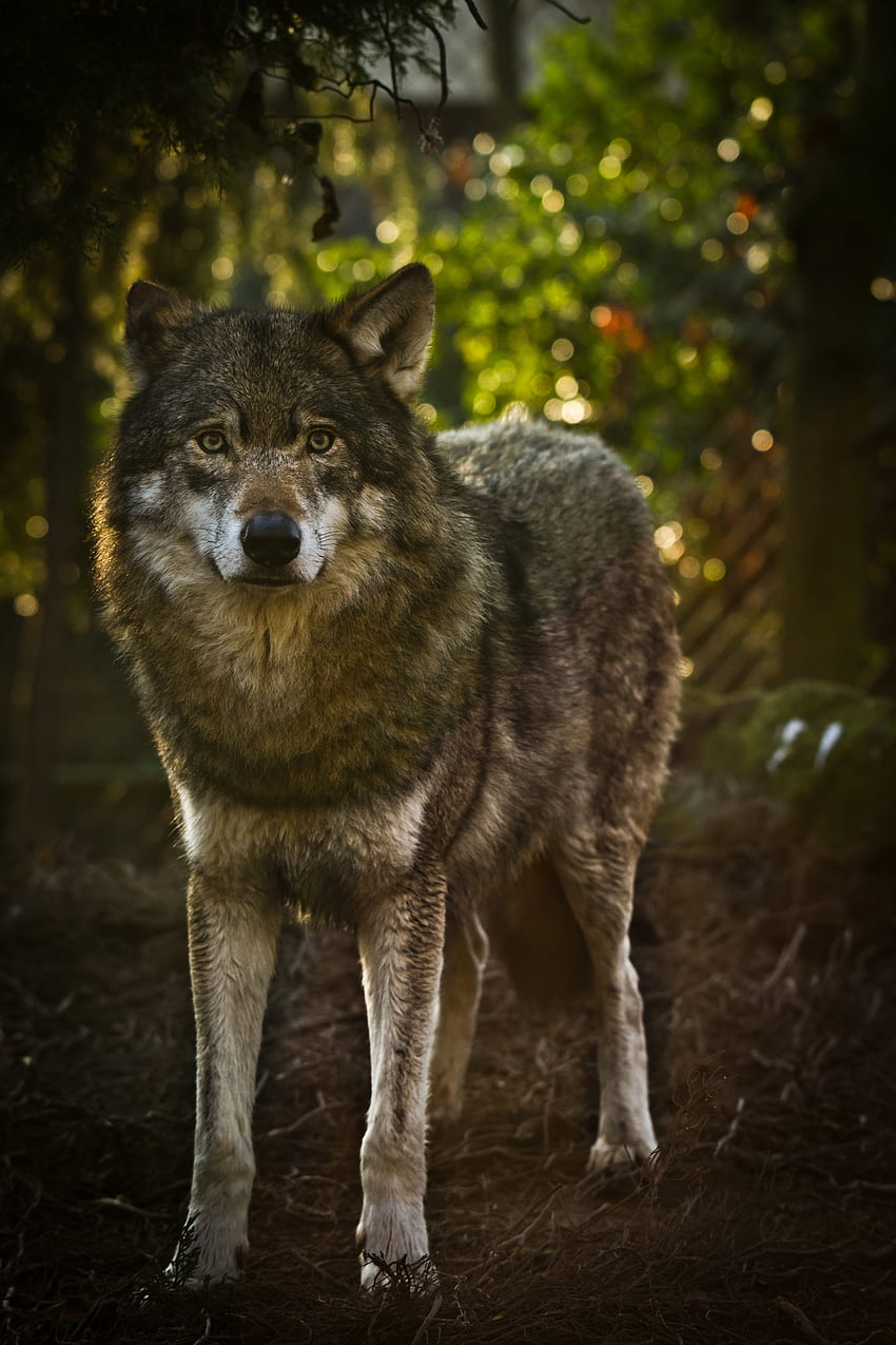 Tiere, Raubtier, Grau, Wolf, Tier HD-Handy-Hintergrundbild