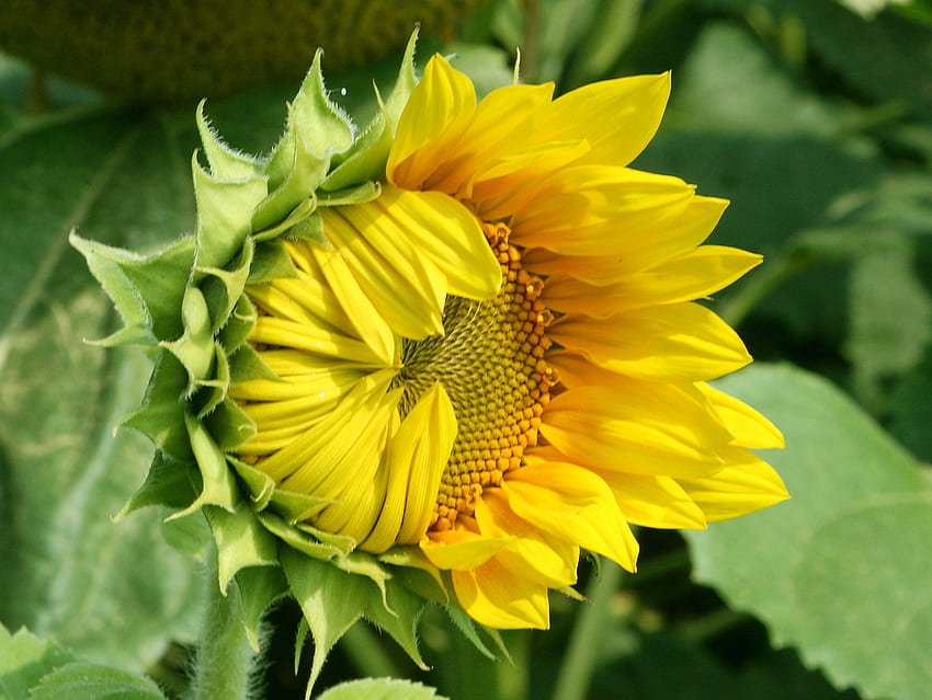 sunflower, field, yellow, flower, nature, close up HD wallpaper