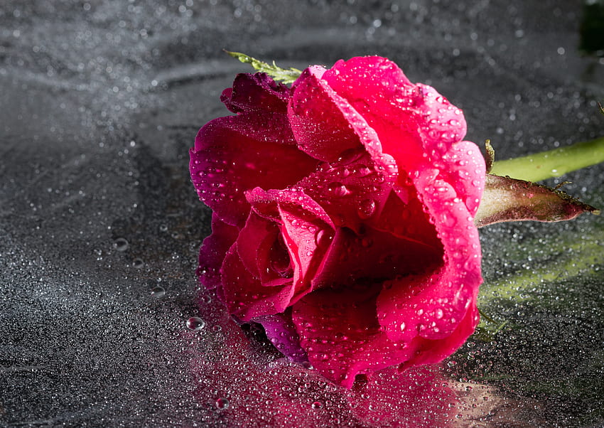 Flowers, Pink, Drops, Flower, Rose Flower, Rose, Close-Up HD wallpaper