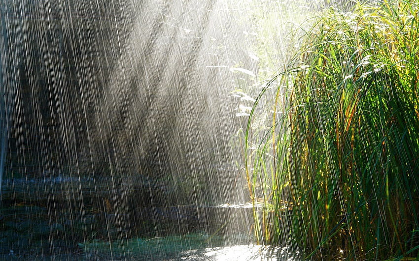 Hermosa Temporada De Lluvias En La Hierba. Meditación sonora, Música de lluvia, Música relajante, Lluvia calmante fondo de pantalla