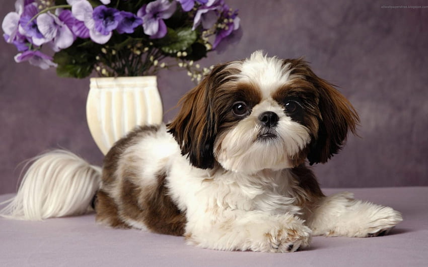 Cute dog, vase, cute, violets, fluffy, little HD wallpaper