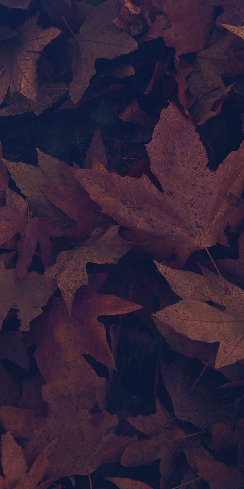 Dark, portrait, maple leaves, autumn, . Fall , Dark autumn, Dark portrait, Dark Brown Leaves HD phone wallpaper
