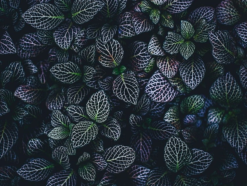 Leaves , Plant, Botanical garden, Pattern, Nature HD wallpaper
