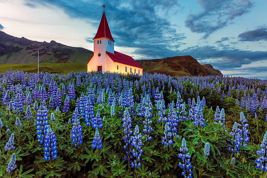 Lupines at the church, lupines, Iceland, field, sky, beautiful, flowers, church HD wallpaper