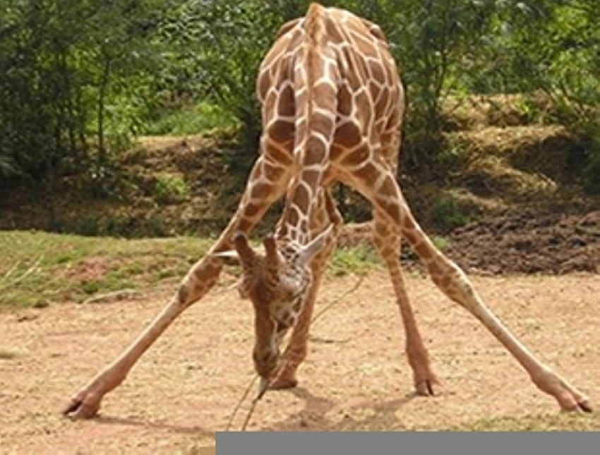 Новороден жираф, новородено, бебе, дървета, стои, жираф HD тапет