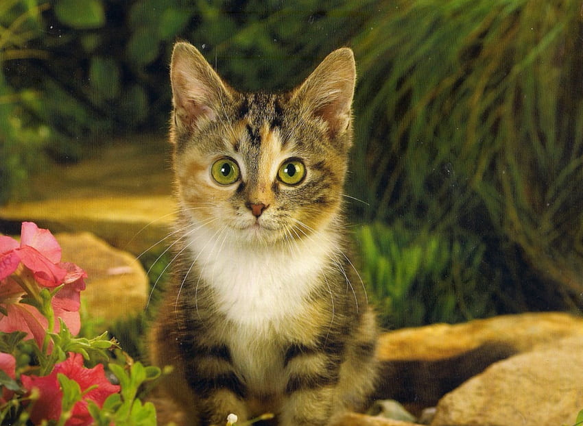 May I have my dinner?, kitten, pink, green, flowerss, green eyes, paws HD wallpaper