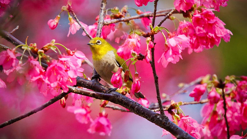 Spring nature bird animals HD wallpapers | Pxfuel