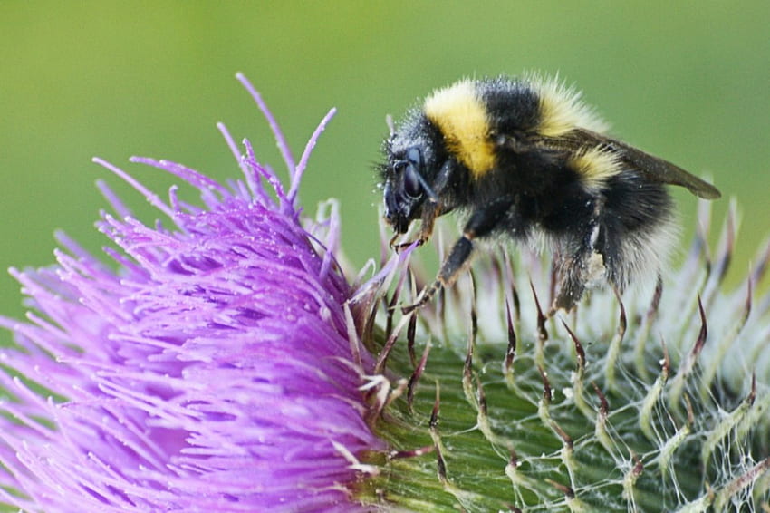 Worker Bee on Thistle, thistle flower, bee, insect HD wallpaper
