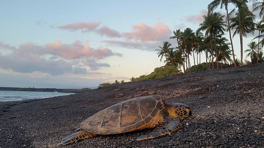 One of Countless Turtles Seen on My Walk Down Kiholo Bay Last Night. Big Island Hawaii, Kona Hawaii HD wallpaper