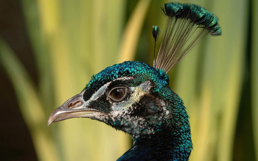 Animals, Feather, Bird, Beautiful, Head, Peacock HD wallpaper