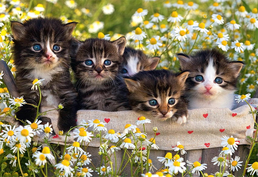 Kittens, kitten, animal, white, cute, cat, pisica, summer, flower, green, yellow HD wallpaper