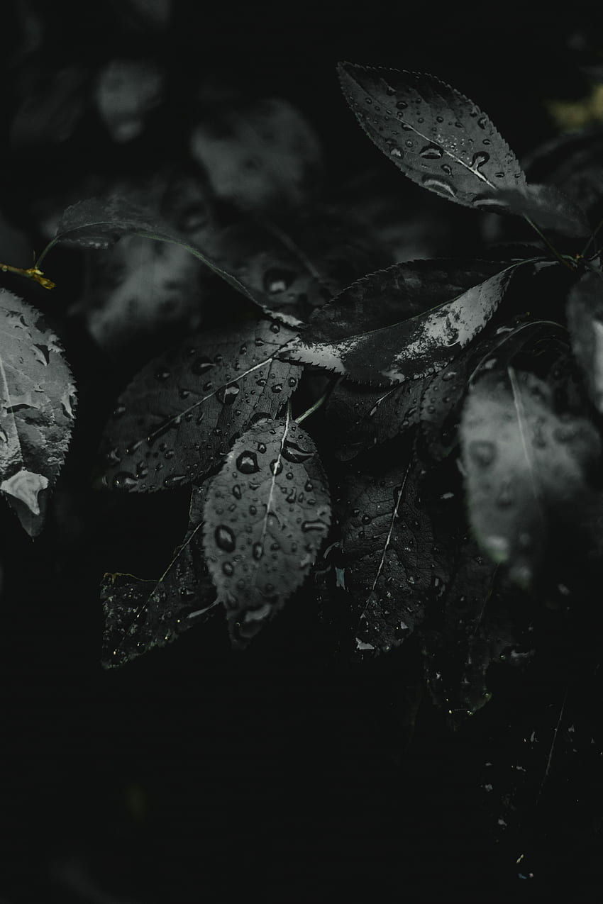Leaves, Drops, Plant, Macro, Dark, Wet HD phone wallpaper