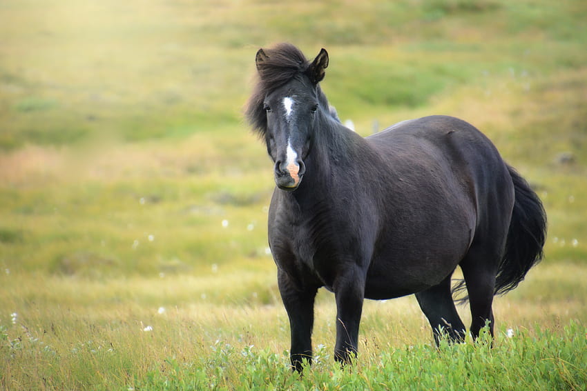 Животни, поле, исландски кон, кобила HD тапет