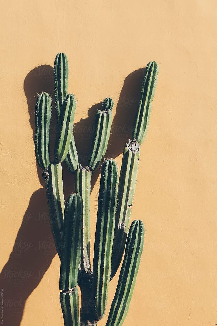 Kaktus rosnący na Adobe Wall, Meksyk, Rialto. Kaktus, kaktus, ściana meksykańska, meksykański kaktus Tapeta na telefon HD