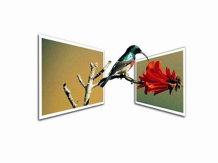 Bird Wallpapers: Free HD Download [500+ HQ] | Unsplash