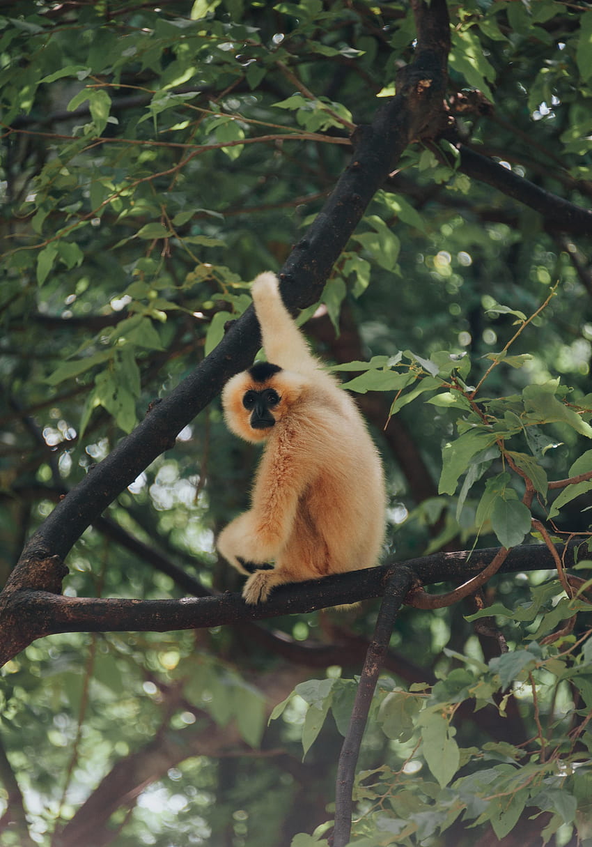 Zwierzęta, gałęzie, małpa, prymas Tapeta na telefon HD