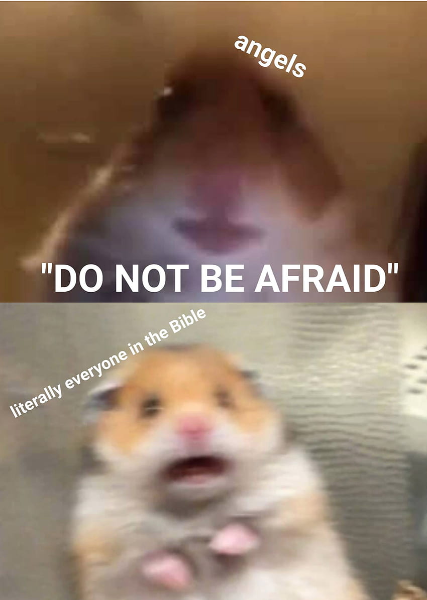 Scared Hamster Meme (Page 1) HD phone wallpaper