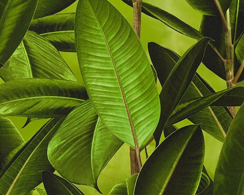 JAK. Création «Dżungla, 3D, brązowy, zielony» 362011, Roślina 3D Tapeta HD