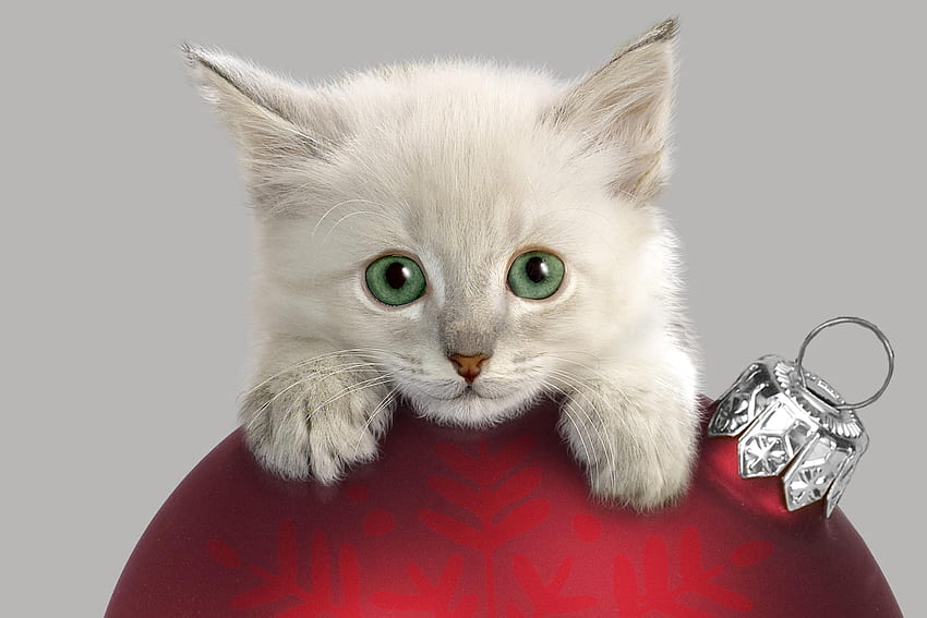 Animals, Kitty, Kitten, Muzzle, Christmas Tree Toy, Curiosity HD wallpaper