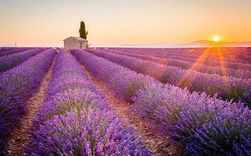 Lavender field, Lavender Fields HD wallpaper | Pxfuel