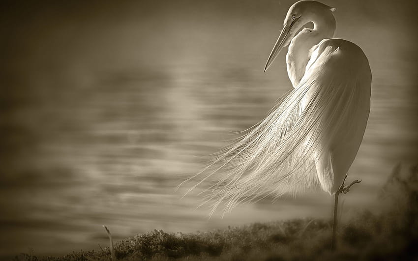 animals, Birds, Crane, Sepia, Water, Lakes / and Mobile Background HD wallpaper