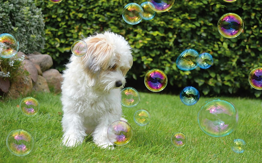Poodle and Bubbles, dog, grass, soap bubbles, poodle HD wallpaper
