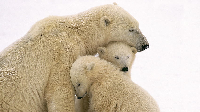 Animaux, jeune, famille, soins, oursons, ours blancs, ours polaires Fond d'écran HD