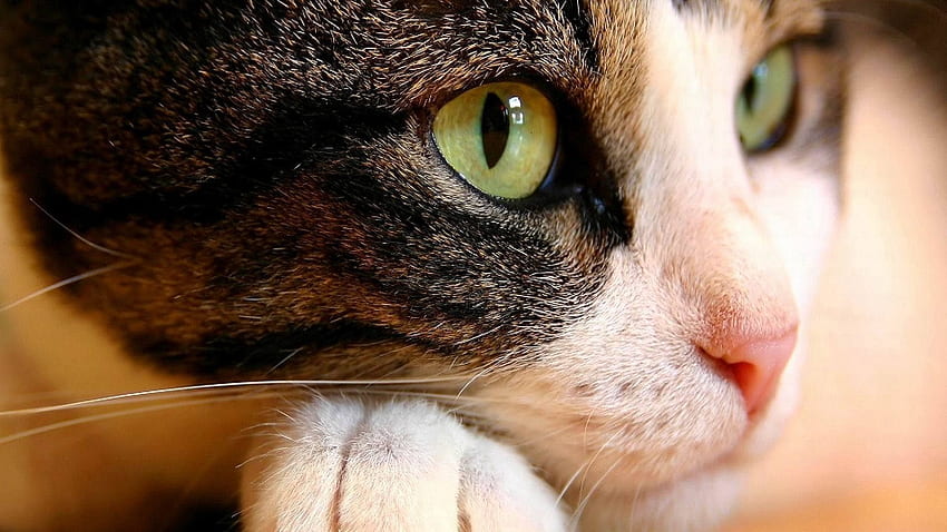 Animais, Gato, Focinho, Olhos, Close-up papel de parede HD