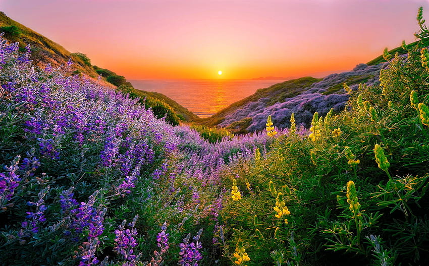 ดอกไม้สวยๆ ริมทะเล ดอกไม้ป่า ทะเล ชายฝั่ง สวยงาม ท้องฟ้า พระอาทิตย์ขึ้น พระอาทิตย์ตก เนินเขา วอลล์เปเปอร์ HD