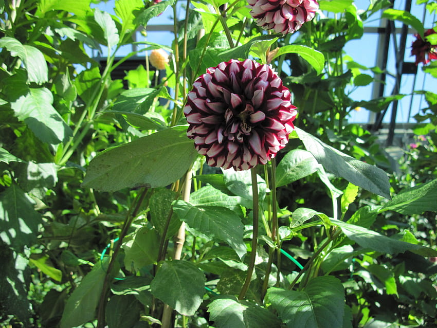 Приказен ден в градината на Едмънтън 43, лилаво, листа, графика, зелено, цветя, гергини HD тапет