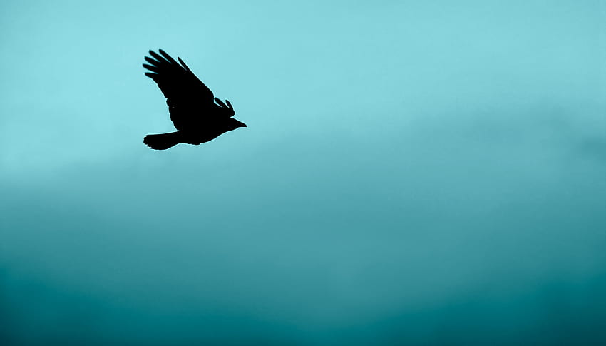Silhouette, Vogel, Minimalismus, Flug HD-Hintergrundbild