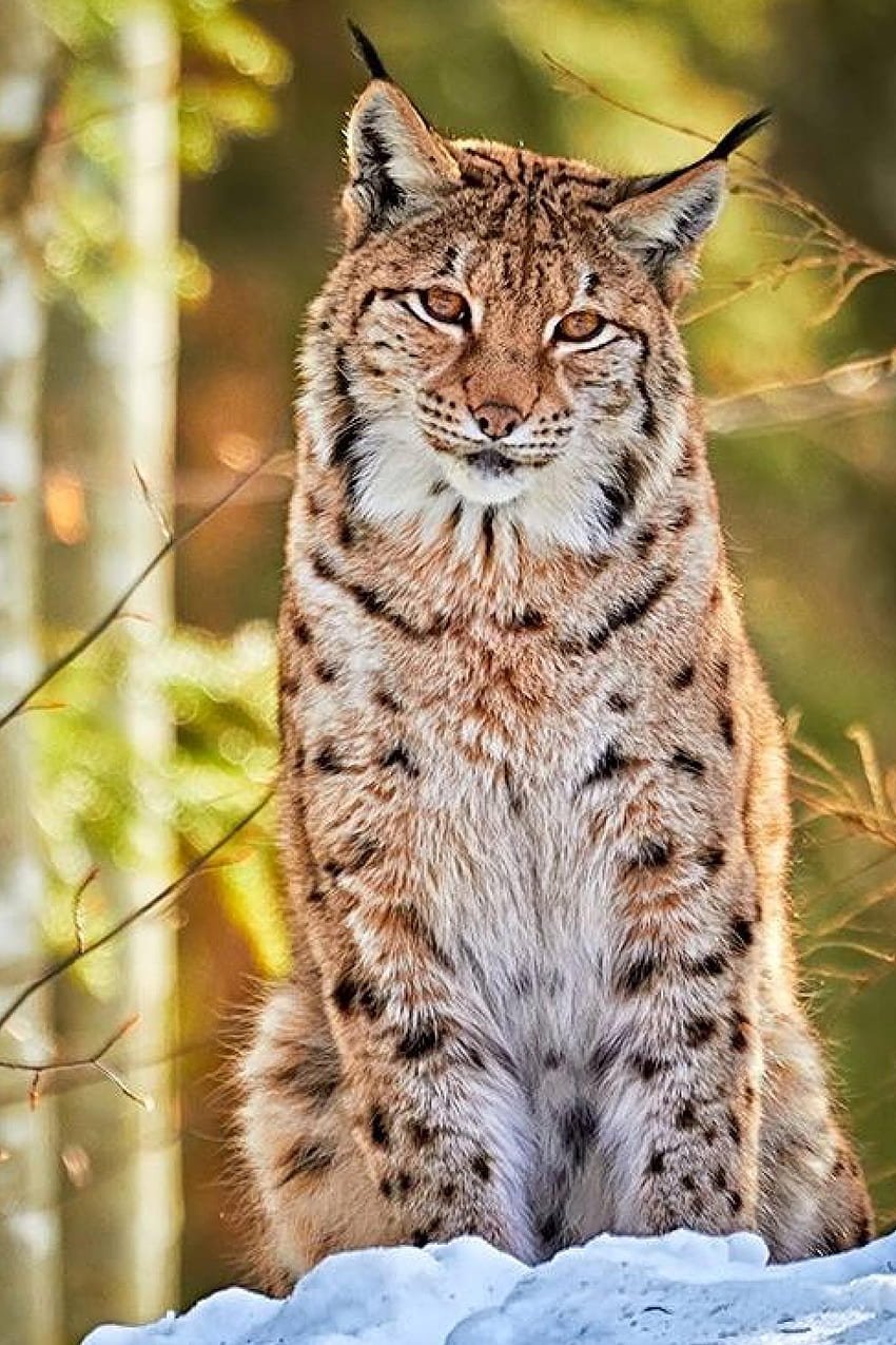 HD bobcat cat wallpapers  Peakpx