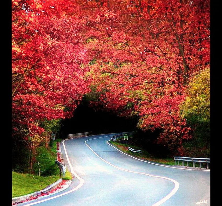 Attraverso l'arco, curvo, alberi, arco, autunno, autostrada, foglie rosse e oro Sfondo HD