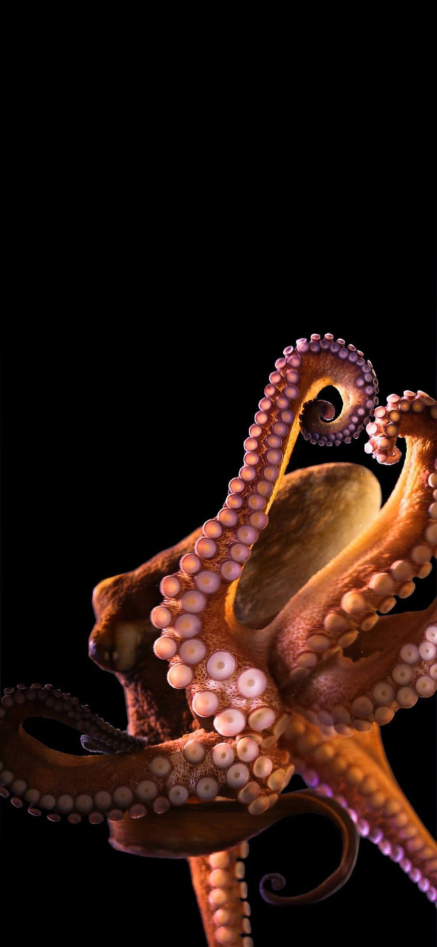 pamela, Octopus HD phone wallpaper