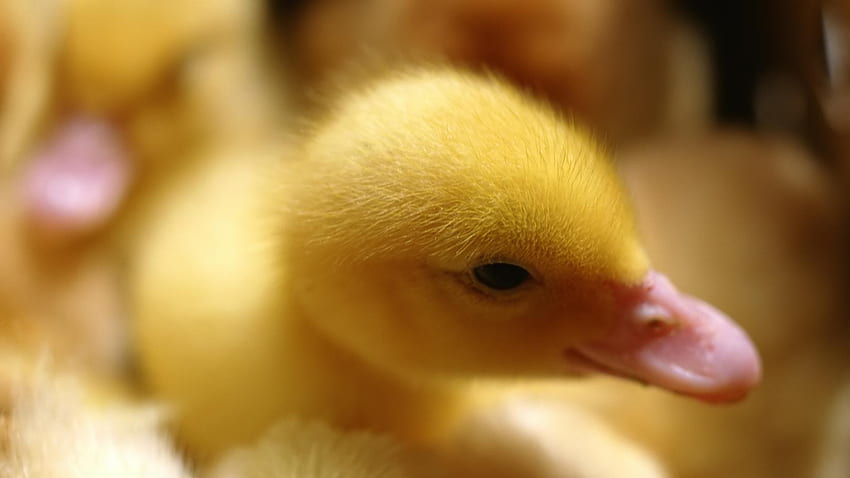 Background – background Animal Life Animals Cute baby duckling, Cute Duck Computer HD wallpaper