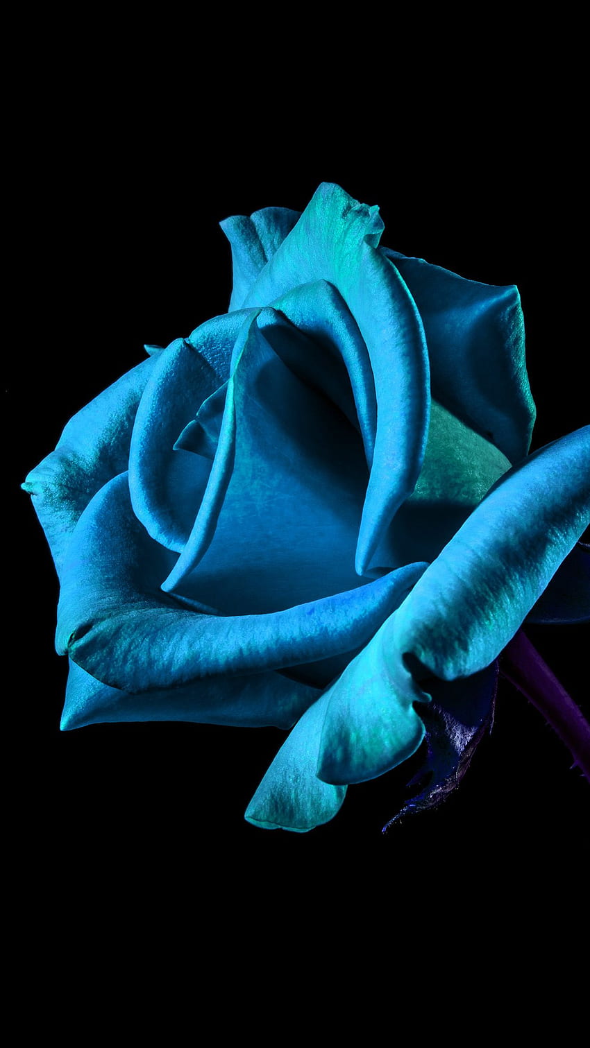 Flower Rose Blue Dark Beautiful Best Nature Android - Android, Black Blue Rose  HD phone wallpaper | Pxfuel