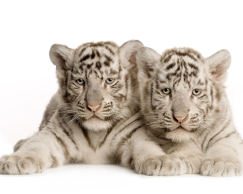 White tiger cubs, tiger, wildlife, cub, big cat, feline HD wallpaper