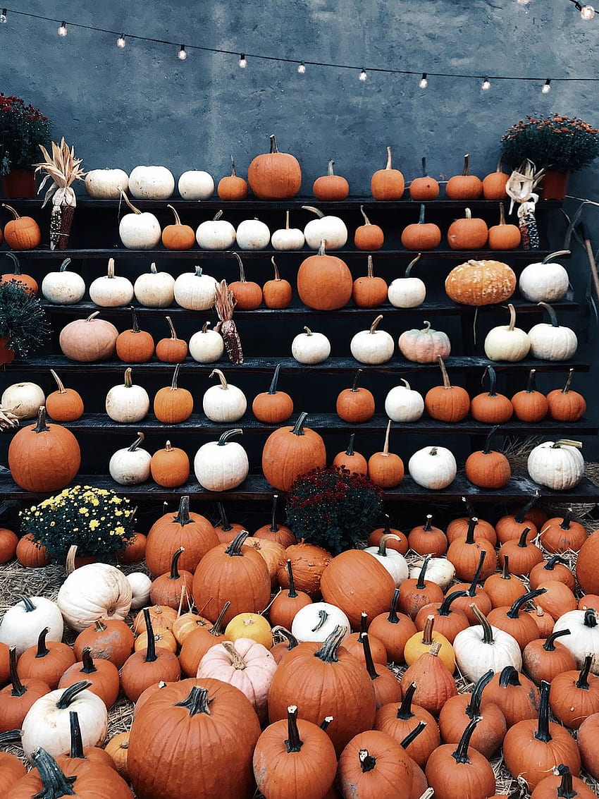 round brown and white decor lot – Pumpkin, White Pumpkin Fall HD phone wallpaper