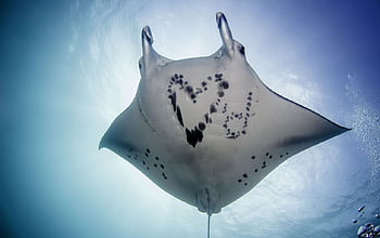 Premium AI Image  Majestic giant manta ray swimming in deep water  generated by AI