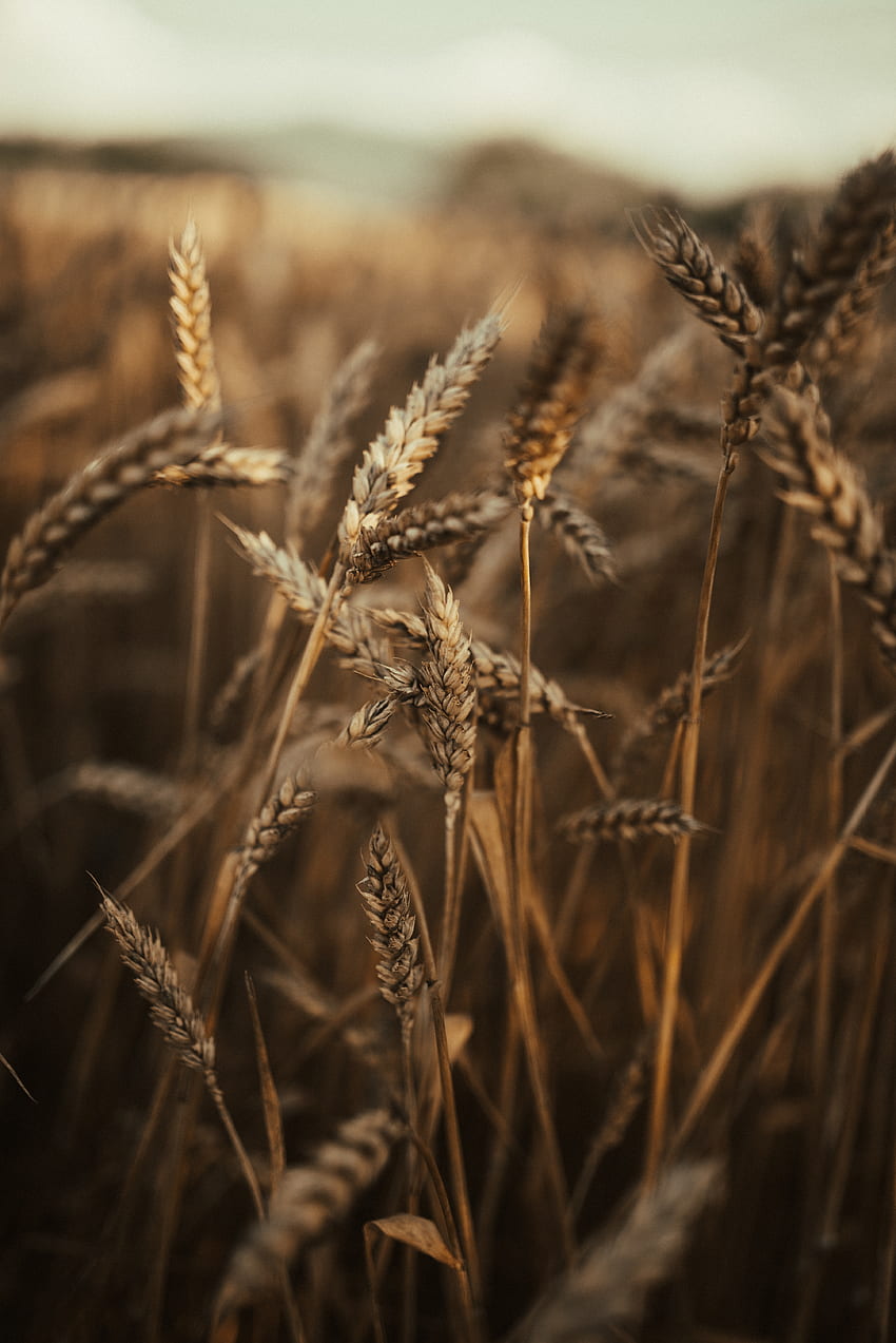 Nature, Grass, Wheat, Field, Ears, Dry, Spikes HD phone wallpaper