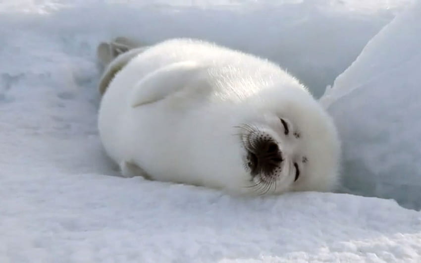 Baby Arctic Seal Etiket arşivleri arp foku HD duvar kağıdı