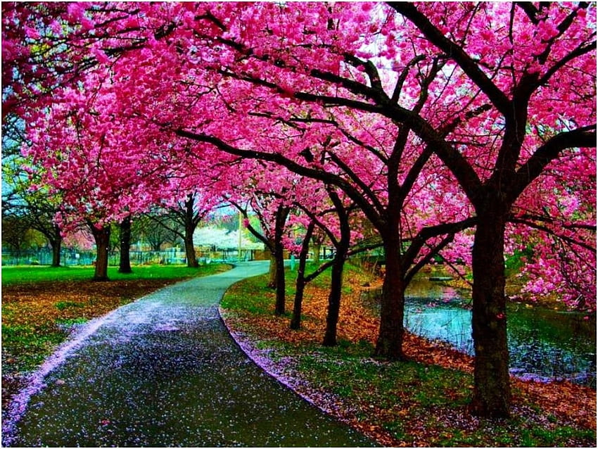 Other: Enchanting Pathway Sakura Cherry Blossom Japan Park Path Tree, Japanese Cherry Blossom HD wallpaper