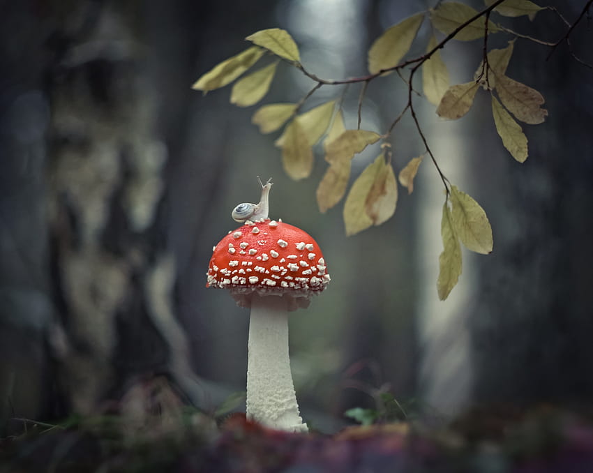 :), red, ciuperca, nature, mushroom, snail, melc, forest HD wallpaper