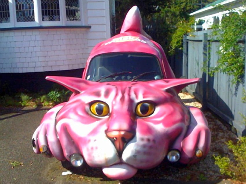 Cat Car, cat, funny, car HD wallpaper
